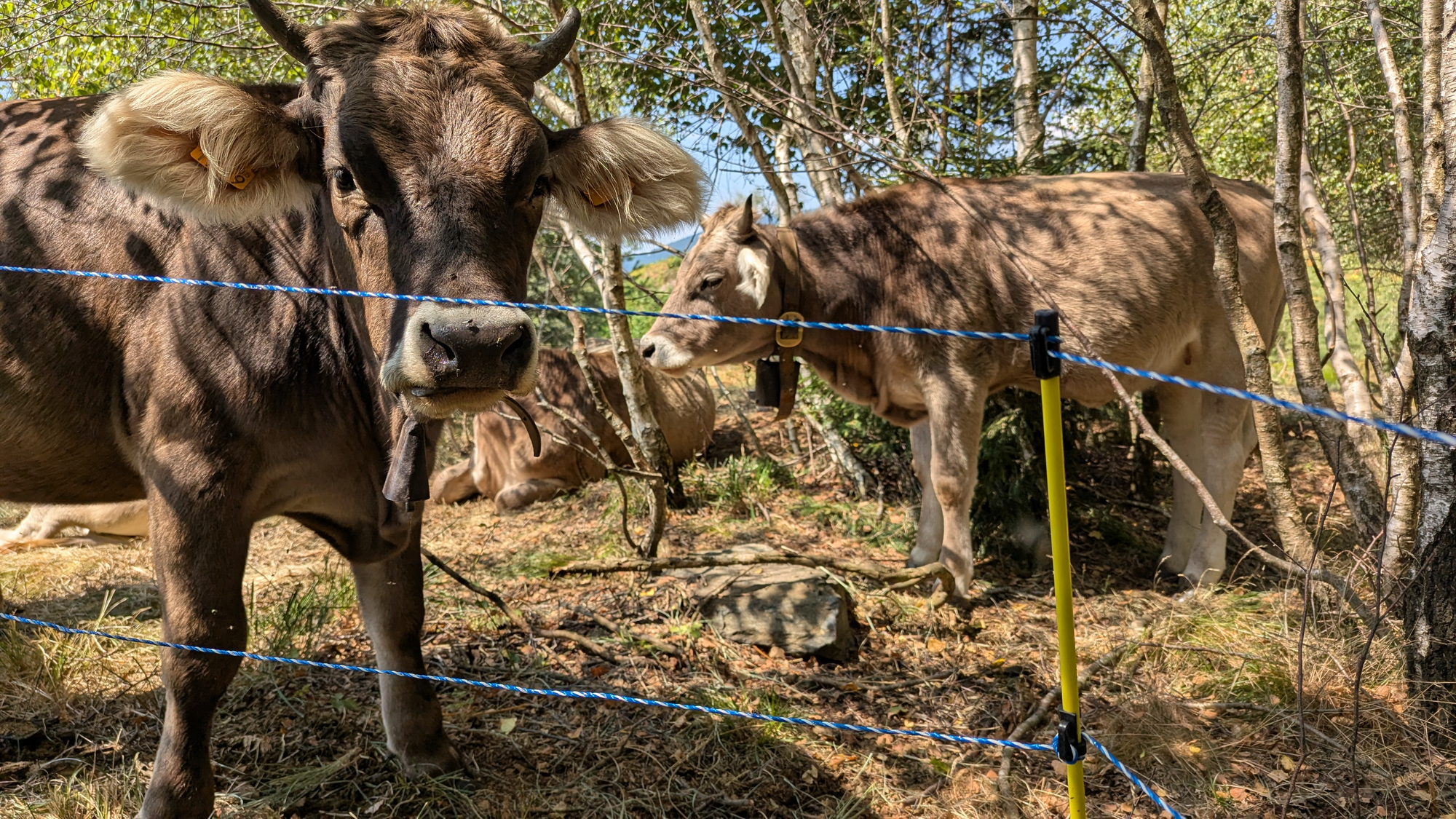 Electric fence cord or tape: the complete guide to choosing the right conductor 