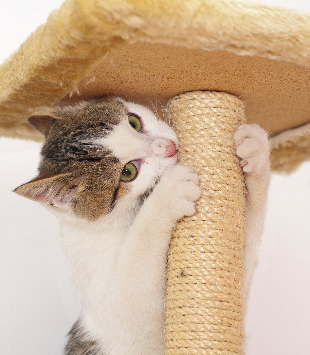 Sisal rope 6mm – 200m – naturally twisted – for cats, animals &amp; decoration