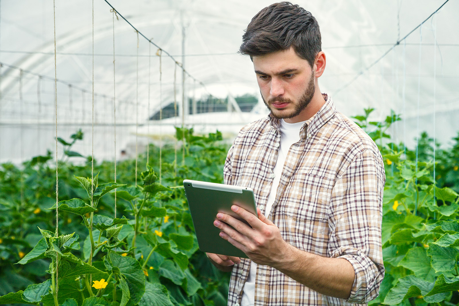 Picture of Agriculture & garden